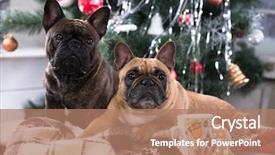  Presentation with dog christmas - Slide deck with christmas dog - french bulldog background and a coral colored foreground