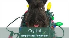  Presentation with dog christmas - Presentation theme having christmas dog - scottish terrier tangled background and a ocean colored foreground