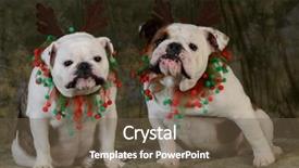  Presentation with antlers - Beautiful presentation theme featuring christmas dog - two english bulldogs backdrop and a tawny brown colored foreground