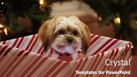  Presentation with dog christmas - Amazing presentation design having christmas-dog-a-beautiful-morkie backdrop and a tawny brown colored foreground