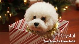  Presentation with dog christmas - Beautiful slide set featuring christmas-dog-a-beautiful-pure backdrop and a tawny brown colored foreground