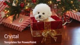  Presentation with red gold white - Audience pleasing PPT theme consisting of christmas dog a cute white backdrop and a tawny brown colored foreground