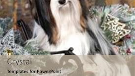  Presentation with dog christmas - Slide deck enhanced with christmas-dog-biewer-yorkshire-terrier background and a soft green colored foreground