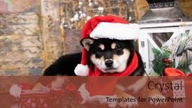  Presentation with tan - Presentation theme featuring christmas-dog-black-and-tan background and a tawny brown colored foreground