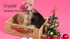  Presentation with decorate - Colorful slides enhanced with christmas dog choosing balls to decorate new year tree on pink background backdrop and a coral colored foreground