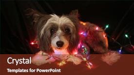  Presentation with cute christmas pug puppy dog - PPT theme having christmas dog christmas dog chinese background and a tawny brown colored foreground