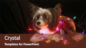  Presentation with christmas music for text - Audience pleasing slides consisting of christmas dog christmas dog chinese backdrop and a tawny brown colored foreground