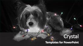 Presentation with cute christmas pug puppy dog - Cool new slides with christmas dog christmas dog chinese backdrop and a dark gray colored foreground