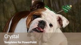  Presentation with dog christmas - Colorful slides enhanced with christmas dog - english bulldog with silly expression wearing christmas headband backdrop and a coral colored foreground