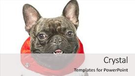  Presentation with dog christmas - Slide set enhanced with christmas dog - french bulldog dressed up for christmas background and a light gray colored foreground