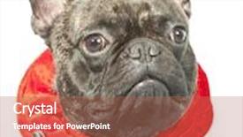  Presentation with dog christmas - Slide deck having christmas-dog-french-bulldog-dressed background and a coral colored foreground