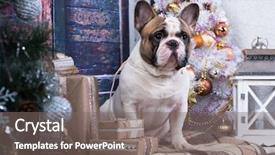  Presentation with dog christmas - Slides with christmas dog french bulldog background and a gray colored foreground