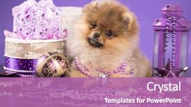  Presentation with christmas new year frame banner - Audience pleasing slide deck consisting of christmas dog spitz new year' backdrop and a coral colored foreground