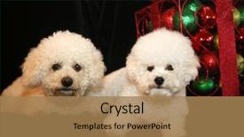  Presentation with cute christmas pug puppy dog - Presentation theme consisting of christmas dog two bichon frise background and a coral colored foreground
