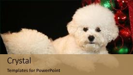  Presentation with dog christmas - Beautiful presentation theme featuring christmas dog two bichon frise backdrop and a coral colored foreground