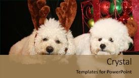  Presentation with cute christmas pug puppy dog - Presentation with christmas dog two bichon frise background and a coral colored foreground