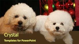  Presentation with cute christmas pug puppy dog - Amazing presentation having christmas dog two bichon frise backdrop and a tawny brown colored foreground