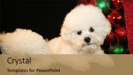  Presentation with cute christmas pug puppy dog - Beautiful presentation theme featuring christmas dog two bichon frise backdrop and a coral colored foreground