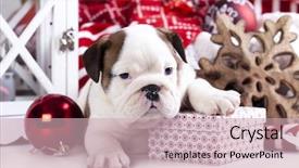  Presentation with dog christmas - PPT layouts consisting of christmas dog background and a soft green colored foreground