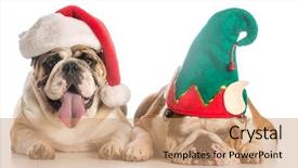  Presentation with christmas elf - Slides featuring christmas dogs dress like santa background and a coral colored foreground