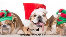  Presentation with white christmas - Beautiful slide set featuring christmas dogs laying down backdrop and a coral colored foreground