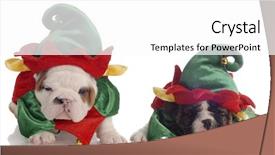  Presentation with english bulldog - PPT theme enhanced with christmas elf - two english bulldog puppies dressed background and a white colored foreground