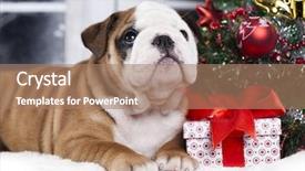  Presentation with english bulldog - Colorful theme enhanced with christmas english bulldog puppy backdrop and a coral colored foreground