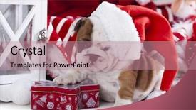  Presentation with english bulldog - Audience pleasing slides consisting of christmas english bulldog puppy backdrop and a  colored foreground