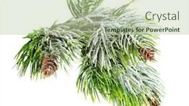  Presentation with spruce - Presentation theme enhanced with christmas evergreen spruce tree with fresh snow isolated background and a mint green colored foreground