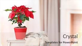  Presentation with living room - Audience pleasing slide deck consisting of christmas flower poinsettia in living backdrop and a lemonade colored foreground