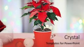  Presentation with holiday - Audience pleasing PPT theme consisting of christmas flower poinsettia on holiday backdrop and a red colored foreground