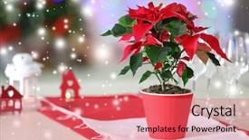  Presentation with christmas lights - Slide set having christmas flower poinsettia on table background and a coral colored foreground