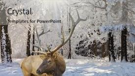  Presentation with forest morning - Slide deck with eent - christmas forest in the snow background and a light gray colored foreground