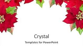  Presentation with holly christmas frame - Audience pleasing slides consisting of christmas frame from poinsettias isolated backdrop and a white colored foreground