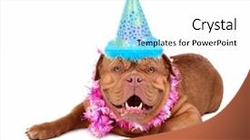  Presentation with annual party 2019 - PPT layouts enhanced with christmas hawaii - french mastiff puppy background and a white colored foreground