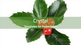  Presentation with berries - Presentation theme featuring christmas holly - leaves of mistletoe with berries background and a tawny brown colored foreground