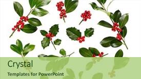  Presentation with christmas holly - Colorful PPT theme enhanced with christmas holly with red berries backdrop and a mint green colored foreground