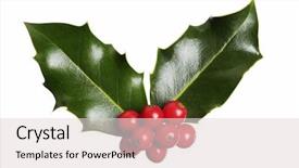  Presentation with botanical - Presentation having christmas holly background and a lemonade colored foreground
