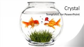  Presentation with fish tutrtle - Presentation design having christmas in a fish bowl background and a  colored foreground
