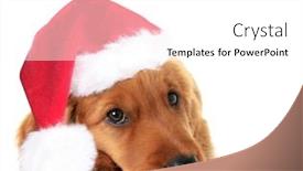  Presentation with white christmas - Slide deck consisting of christmas irish setter puppy wearing a santa hat studio isolated on white background and a white colored foreground