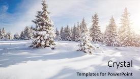  Presentation with art white gray grey - Slide set featuring christmas journey - great white spruces glowing background and a lemonade colored foreground