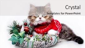  Presentation with golden christmas trumpet and red - Colorful PPT theme enhanced with christmas kitten wearing a sweater backdrop and a light gray colored foreground