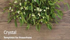  Presentation with berries - Presentation theme having christmas mistletoe plant with berries background and a  colored foreground