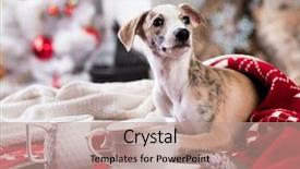  Presentation with dog christmas - PPT layouts consisting of christmas morning next background and a coral colored foreground
