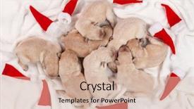  Presentation with black christmas party - Beautiful slides featuring christmas party dropouts - cute newborn backdrop and a soft green colored foreground