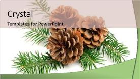  Presentation with decorate - Colorful theme enhanced with christmas pine cones with branch backdrop and a soft green colored foreground