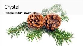  Presentation with decorate - Cool new PPT theme with christmas pine cones with branch backdrop and a white colored foreground