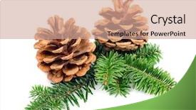  Presentation with decorate - Presentation theme having christmas pine cones with branch background and a coral colored foreground