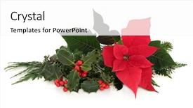  Presentation with christmas holly - Audience pleasing PPT layouts consisting of christmas poinsettia flower table decoration backdrop and a white colored foreground