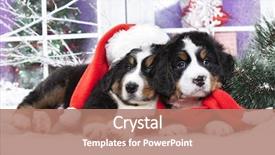  Presentation with dog christmas - Amazing slides having christmas puppies bernese mountain dog backdrop and a coral colored foreground